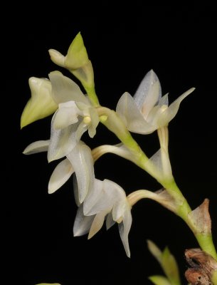 Bulbophyllum infundibuliforme. Closer.
