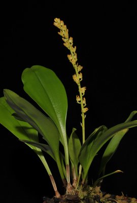 Bulbophyllum longimucronatum.