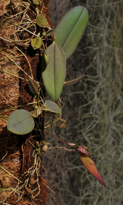 Bulbophyllum scotinochiton.