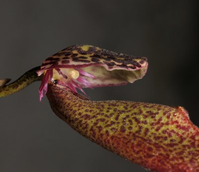Bulbophyllum scotinochiton. Close-up.
