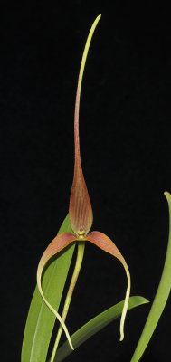 Bulbophyllum spec.