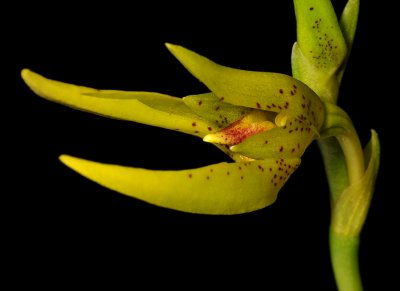 Bulbophyllum oobulbon. Close-up.