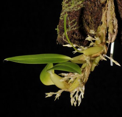Bulbophyllum fractiflexum.