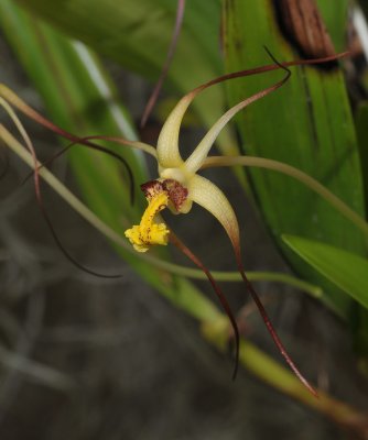 Dendrobium longicolle.