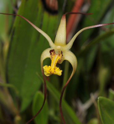 Dendrobium longicolle. Close-up.