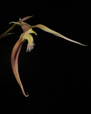 Bulbophyllum klabatense subsp sulawesii.