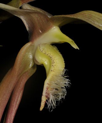Bulbophyllum klabatense subsp sulawesii. Close-up.