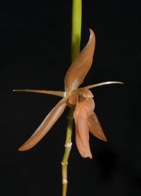 Coelogyne longifolia.