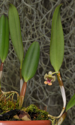 Flickingeria convexa.