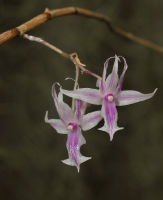 Dendrobium rantii.