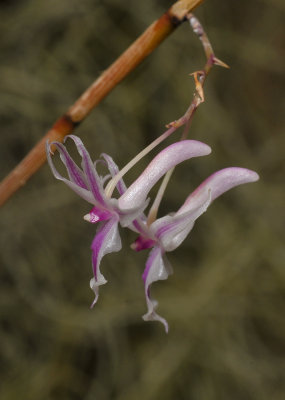 Dendrobium rantii. Side.