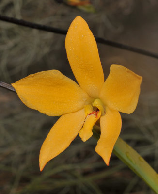 Dendrobium aureicolor.