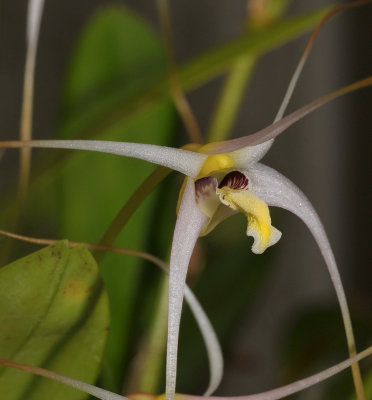 Dendrobium phalangium. Close-up.