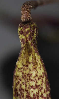 Bulbophyllum dischorense. Close-up.