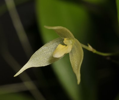 Bulbophyllum aphanopetalum. Close-up.