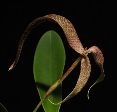 Bulbophyllum bandischii. Closer.