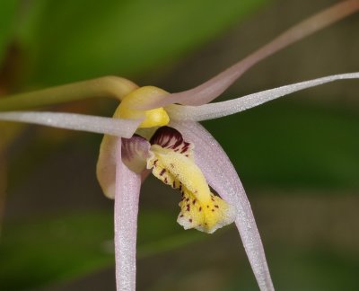 Dendrobium arachnoideum?. Close-up.