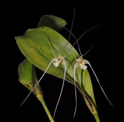 Dendrobium inauditum.