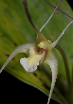 Dendrobium inauditum. Close-up.