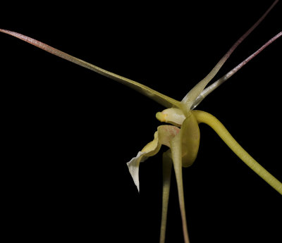 Dendrobium inauditum. Close-up side.