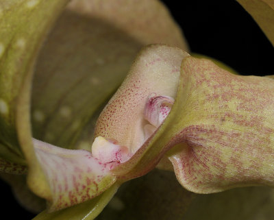 Bulbophyllum grandiflorum. Close-up.