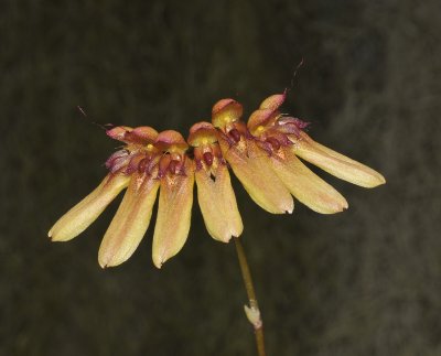 Bulbophyllum longiflorum.