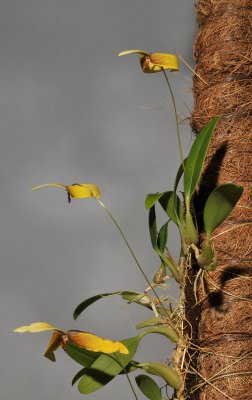 Bulbophyllum quadrangulare.