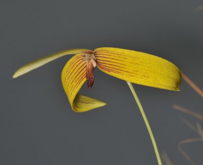 Bulbophyllum quadrangulare. Closer.