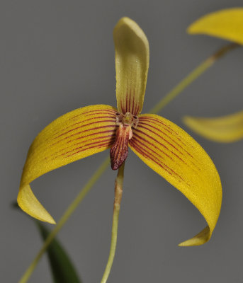 Bulbophyllum quadrangulare. Close-up.