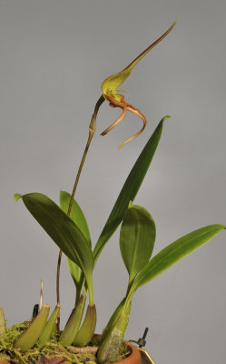 Bulbophyllum schmidii.