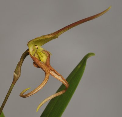 Bulbophyllum schmidii. Closer.