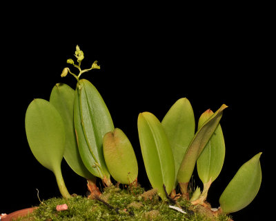 Bulbophyllum spec. sect. Lepanthanthe.