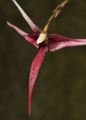 Bulbophyllum spec. sect. Intervallatae. Close-up.