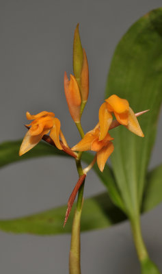 Coelogyne miniata. Closer.