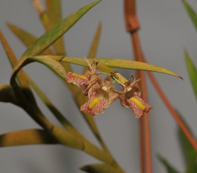 Dendrobium acinaciforme.