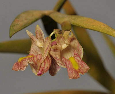 Dendrobium acinaciforme. Close-up.