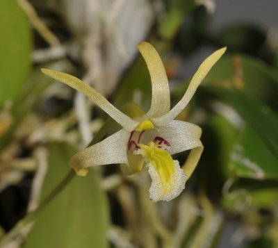 Dendrobium dichrotropis. Close-up.