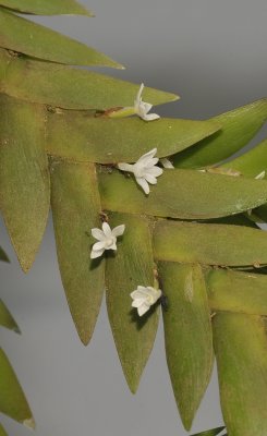 Angraecum aporoides. Closer.