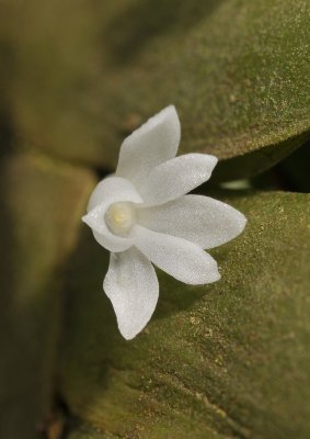 Angraecum aporoides. Close-up.