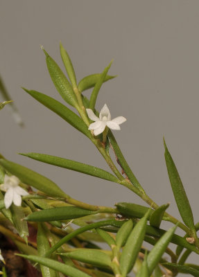 Angraecum atlanticum.