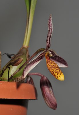 Bulbophyllum coloratum. Closer.