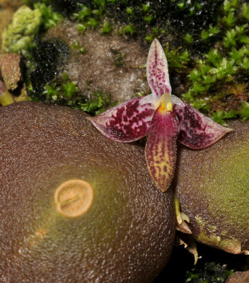 Bulbophyllum cruciatum. Close-up.