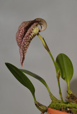 Bulbophyllum fritillariiflorum.