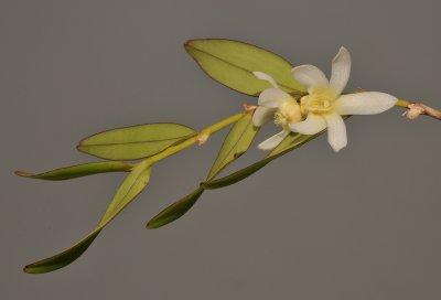 Dendrobium pruinosum.