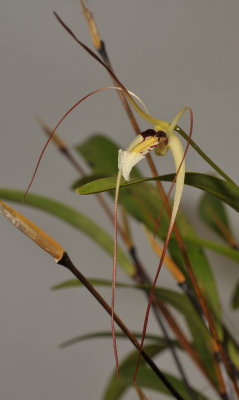Dendrobium mekynosepalum. Closer.