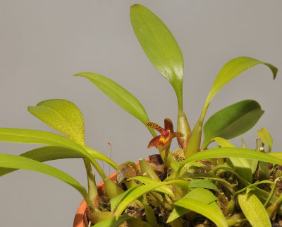 Bulbophyllum deviantiae.
