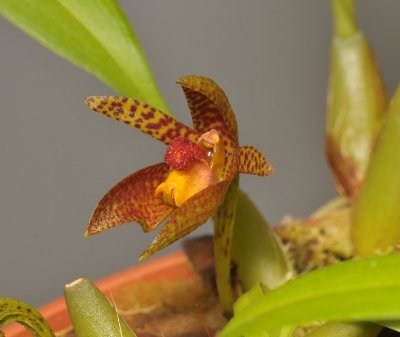 Bulbophyllum deviantiae. Close-up.