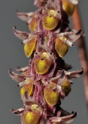 Bulbophyllum coniferum. Close-up.