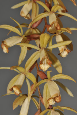 Coelogyne bruneiensis. Closer.