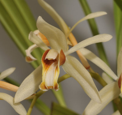 Coelogyne trinervis. Close-up.